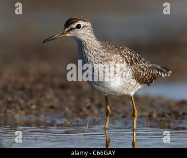 Wood Sandpiper (Tringa glareola). Adult foraging in shallow water. Stock Photo