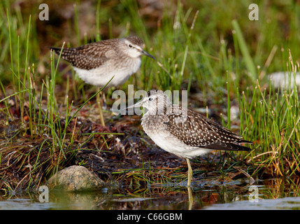 Wood Sandpiper (Tringa glareola). Two juveniles standing on a shore. Stock Photo