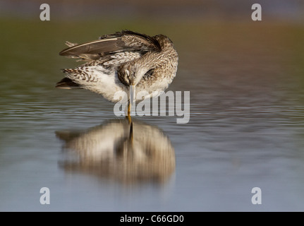 Wood Sandpiper (Tringa glareola). Juvenile standing in shallow water while preening. Stock Photo