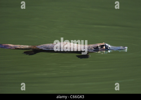 Duck-billed Platypus (Ornithorhynchus anatinus) swimming Stock Photo