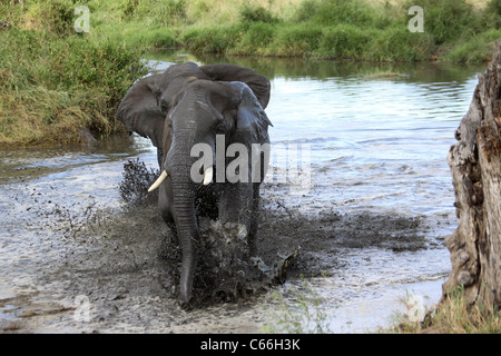 Africa, Tanzania, Serengeti National Park African Bush Elephant (Loxodonta africana) in the watering hole Stock Photo