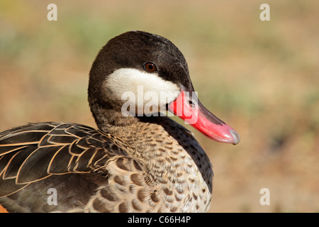 Portrait of a red-billed teal (Anas erythrorhyncha), southern Africa Stock Photo