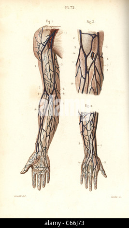 Circulatory System Of The Arm And Hand Stock Photo - Alamy