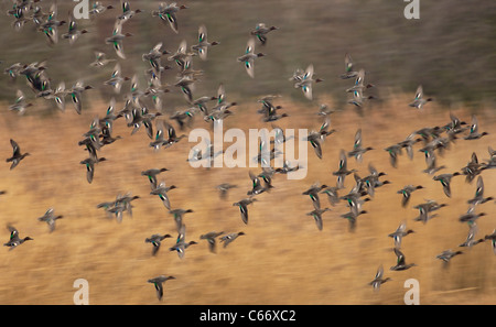 TEAL Anas crecca  A flock of teal in flight (blurred to illustrate movement) Yorkshire, UK Stock Photo