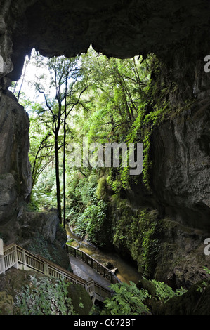 The Beautiful Limestone Mangapohue Natural Bridge in Waitomo Caves Waikato near Hamilton North Island New Zealand NZ Stock Photo