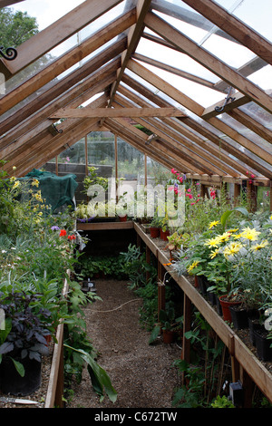 Wooden staging shelves in a greenhouse with tomato plants Stock Photo ...