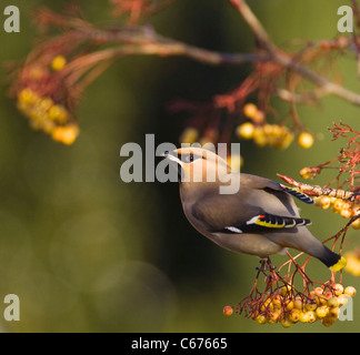 WAXWING Bombycilla garrulus  An adult perched in a distinct, yellow variety of rowan Nottinghamshire, UK Stock Photo
