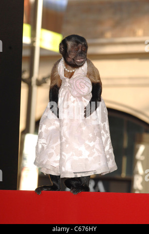 Crystal the Monkey at arrivals for THE HANGOVER PART 2 Premiere, Grauman's Chinese Theatre, Los Angeles, CA May 19, 2011. Photo Stock Photo