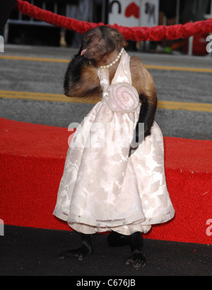 Crystal the Monkey at arrivals for THE HANGOVER PART 2 Premiere, Grauman's Chinese Theatre, Los Angeles, CA May 19, 2011. Photo Stock Photo