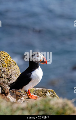 Puffin at Latrabjarg, West Fjords, Iceland Stock Photo