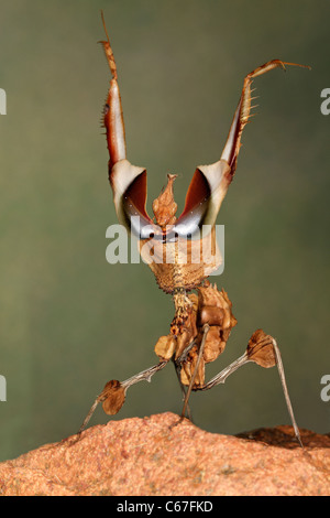 Devil's Flower Mantis (Idolomantis diabolica) Threat Display Stock Photo