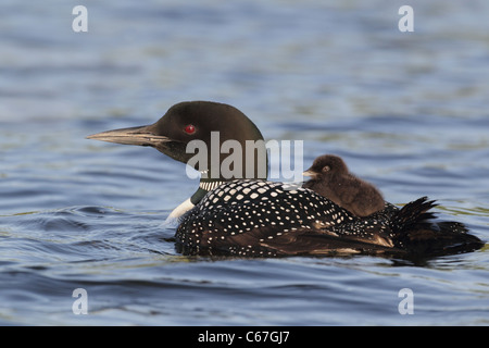 Adult Common Loon (Gavia immer) with chick riding on its back Stock Photo