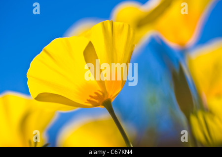 Mexican Gold Poppies are the plant that is most responsible for the brilliant wildflower displays that carpet the desert. Stock Photo