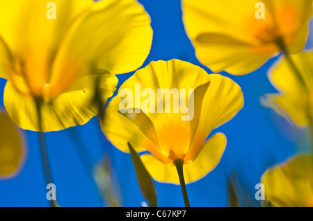 Mexican Gold Poppies are the plant that is most responsible for the brilliant wildflower displays that carpet the desert. Stock Photo