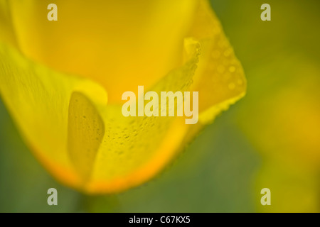 Mexican Gold Poppies are the plant that is most responsible for the brilliant wildflower displays that carpet the desert. Stock Photo