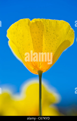 Mexican Gold Poppies are the plant that is most responsible for the brilliant wildflower displays that carpet the desert. Stock Photo