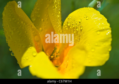 Mexican Gold Poppies are the plant that is most responsible for the brilliant wildflower displays that carpet the desert. Stock Photo