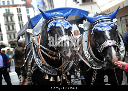 Bavarian draft horses Munich Bavaria Germany Munchen Deutschland Stock Photo