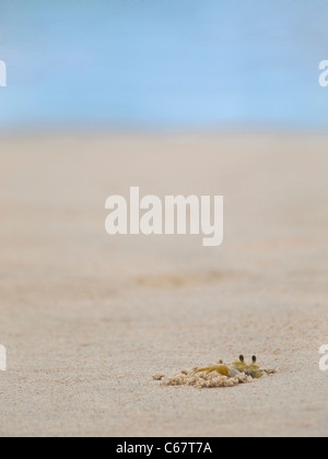 A ghost crab digging in the sand on a tropical beach. Stock Photo