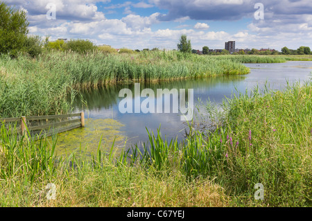 London Wetland Centre, Barnes - WWT site. A view over the lagoons. Stock Photo