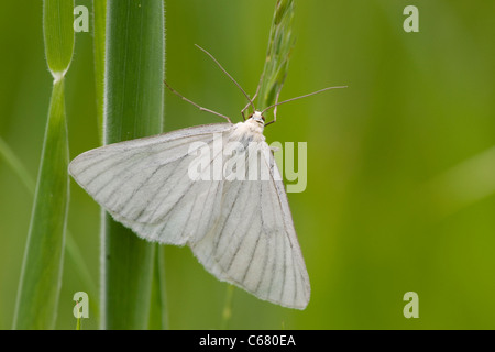 The Black-veined Moth (Siona lineata) Stock Photo