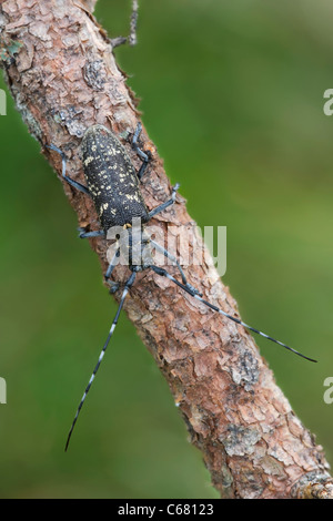 Small white-marmorated longhorn beetle (Monochamus sutor) female on spruce