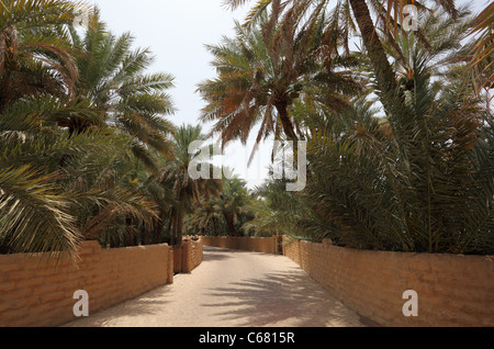 Date Palm Trees in the Oasis of Al Ain, Emirate of Abu Dhabi Stock Photo