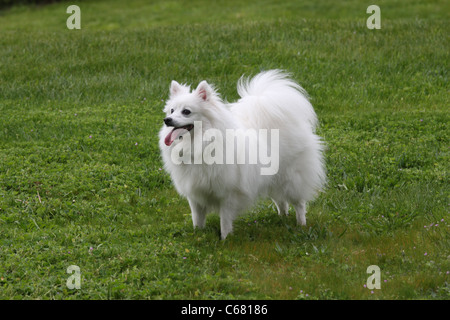 Miniature American Eskimo dog at 16 months Stock Photo