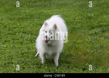 Miniature American Eskimo dog at 16 months Stock Photo