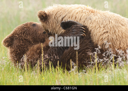 Stock photo of a yearling brown bear cub nursing.