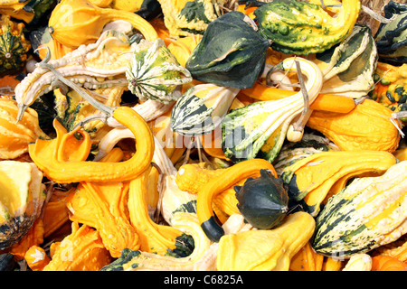 Gourds and squash mix Stock Photo