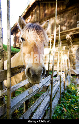 A close up image of a horse in Norway Stock Photo