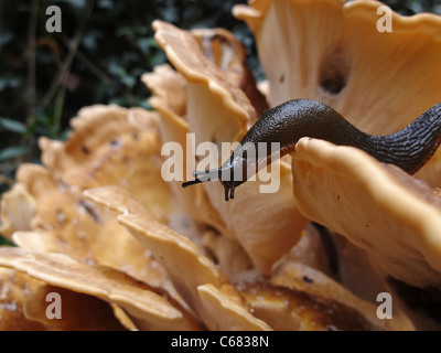 A European black slug (arion ater) traversing 'Chicken of the Woods' fungi, Norfolk, England. Stock Photo