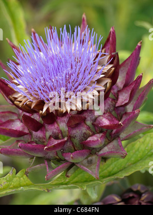 Globe artichoke, a partially edible perennial thistle originating in southern Europe around the Mediterranean Stock Photo