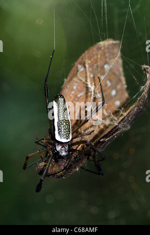 Large spider feeding on recently caught butterfly in the Amazon jungle, Lagunas, Amazon, Loreto, Peru, South America Stock Photo