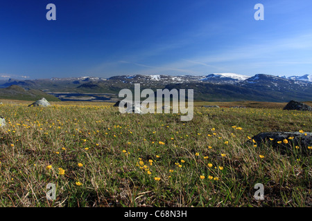 Alpin tundra meadow in Stora Sjöfallet National Park, Sweden. Sarek and Padjelanta mountain range on horizon Stock Photo