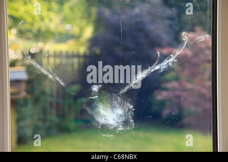 Bird mark in shape of a Wood pigeon Columba palumbus having flown into a glass window seen from inside with garden beyond. UK Britain Stock Photo