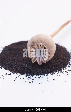 Papaver somniferum. Poppy seed head and seeds on a white background. Stock Photo