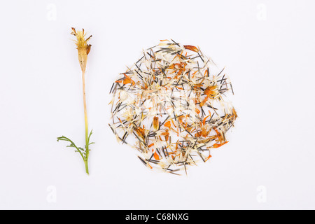 Tagetes patula . French marigold seeds and seedhead on a white background.