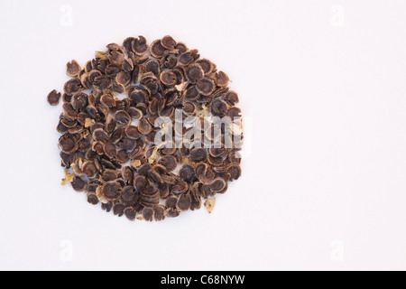 Alcea rosea. Hollyhock seeds on a white background. Stock Photo