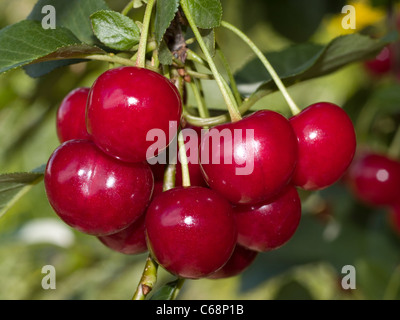Sauerkirschen hängen am Baum | Sour cherries hanging on the tree Stock Photo