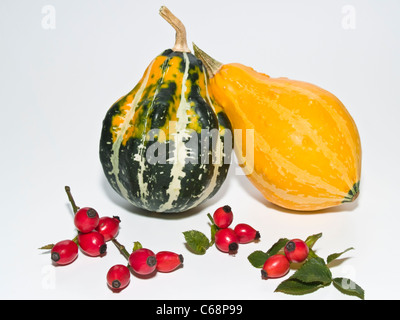 zwei Zierkürbisse, davor liegen Hagebutten | two decorating pumpkins, in front are rose hip Stock Photo
