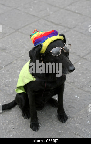 Dressed up elderly dog having a rest in the central city Plaza de Armas. Lima, Peru, South America Stock Photo