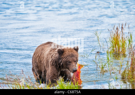 Grizzly Bear cub carrying salmon, Ursus arctos horriblis, Brooks River, Katmai National Park, Alaska, USA Stock Photo