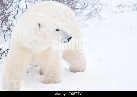 Lone Polar Bear, Ursus maritimus, Wapusk National Park, near Hudson Bay, Cape Churchill, Manitoba, Canada Stock Photo