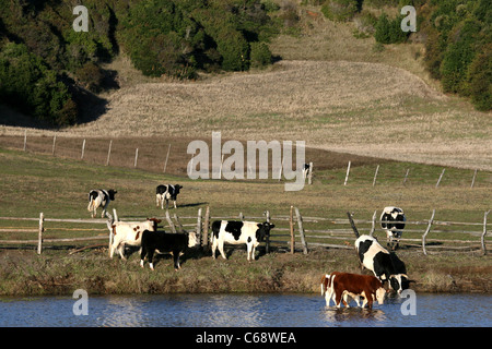 Cattle graze and drink on a coastal farm. Stock Photo