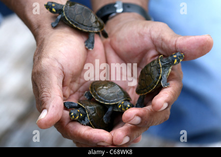 Man holding baby Yellow Spotted Amazon River Turtles (Podocnemis Unifilus) in the Amazon rain forest, Loreto, Peru South America Stock Photo