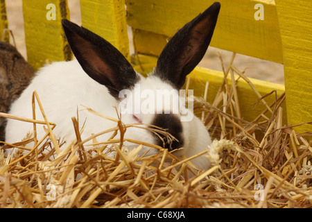 close-up of a white rabbit farm in the straw Stock Photo