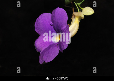 A Violet Flower  Bharatvan Park, Marol, MumbaiA Stock Photo