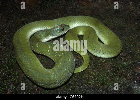 GREEN KEELBACK Macropisthodon plumbicolor Non-venomous Uncommon Matheran, Raighad District, Maharashtra, INDIA Stock Photo